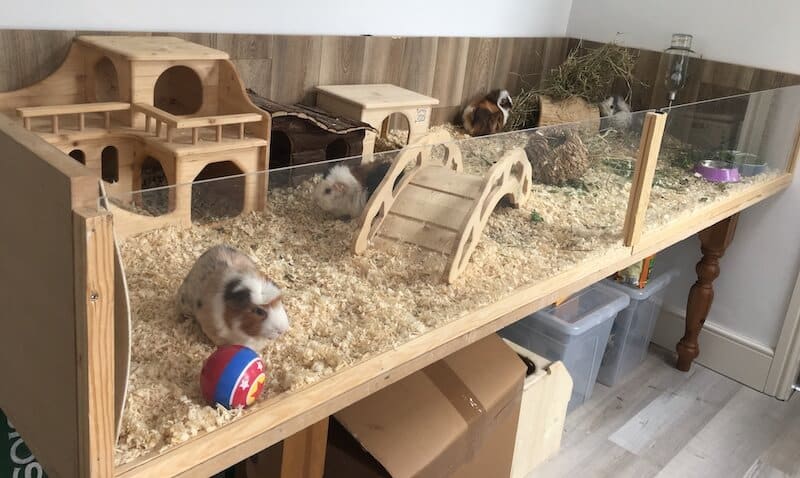 Guinea pig cage for 4 best sale