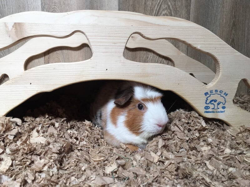 Guinea pig beds best sale