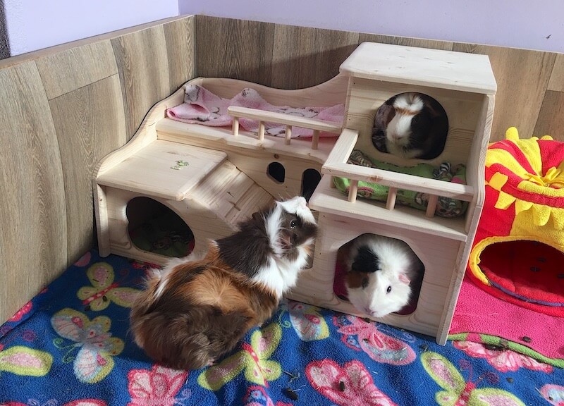 Guinea pig cosy beds hotsell