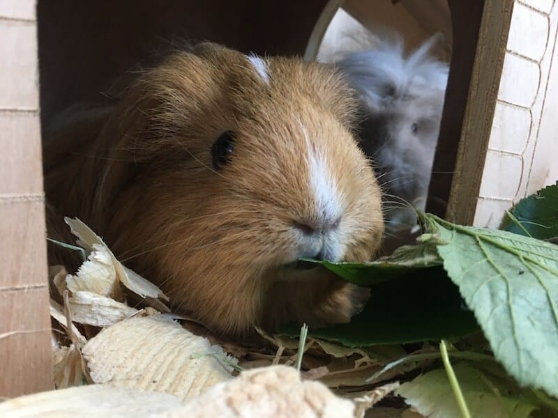 How many times a day do you feed guinea pigs best sale