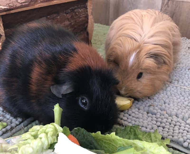 Can guinea pigs eat black olives best sale