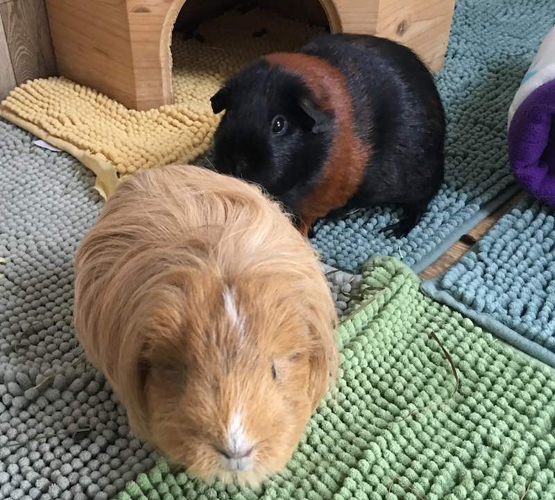 Do guinea orders pigs need company