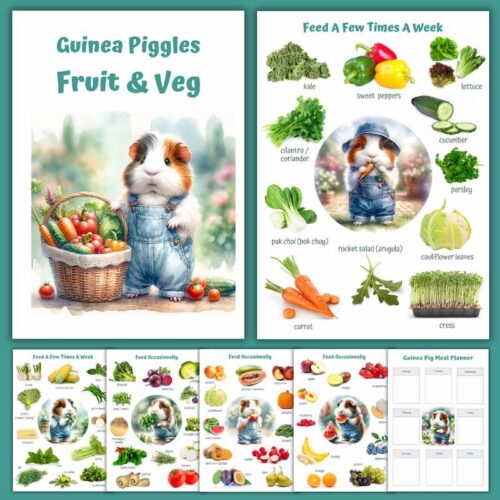 What Can Guinea Pigs Eat Daily Diet Food Charts Lists