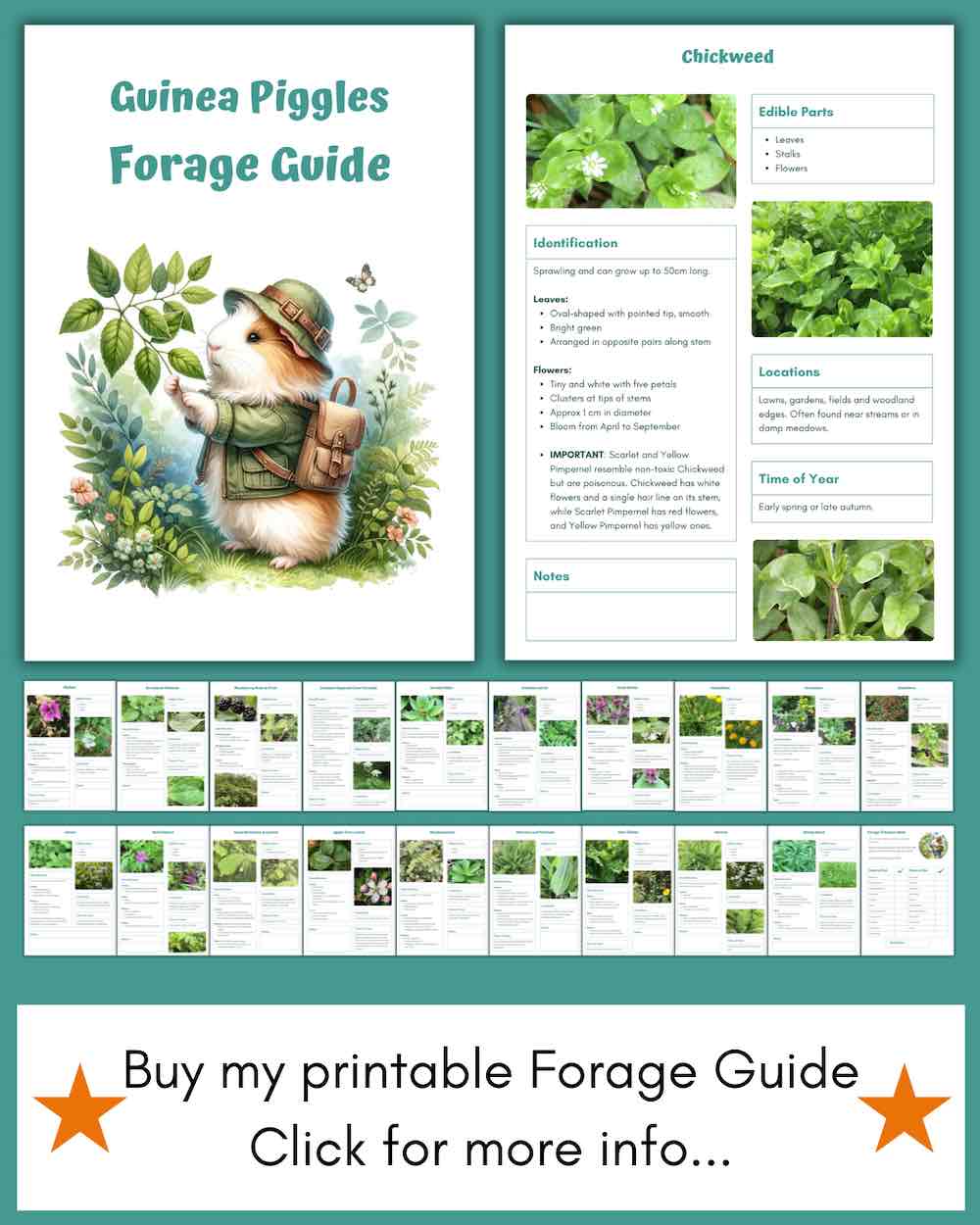 Ultimate Guide To Foraging For Guinea Pigs Plants Weeds