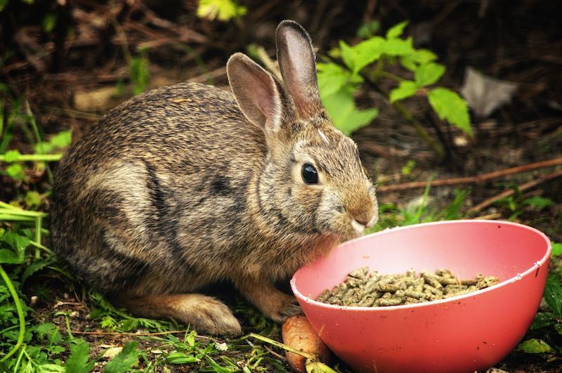 What Can Guinea Pigs Not Eat List of Plants Veg Fruit