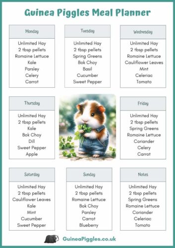 Food chart for guinea pigs best sale